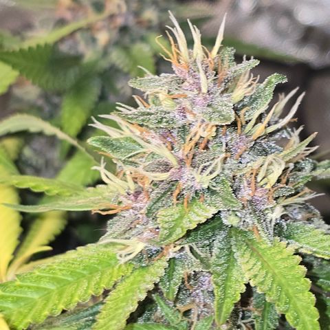 Purple Kush growlog timeline photo