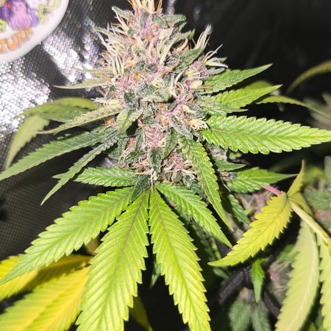 Purple Kush growlog timeline photo