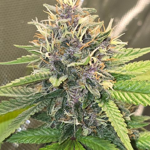 Purple Kush growlog timeline photo