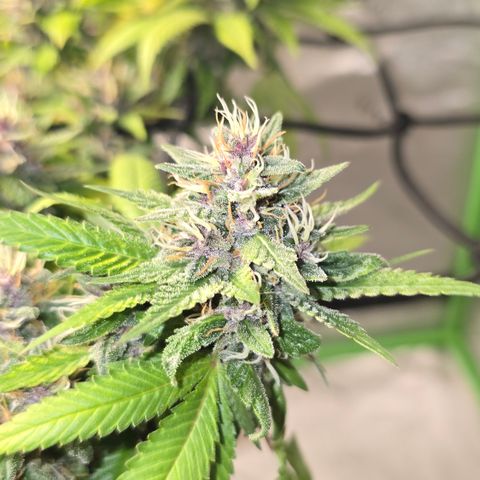Purple Kush growlog timeline photo