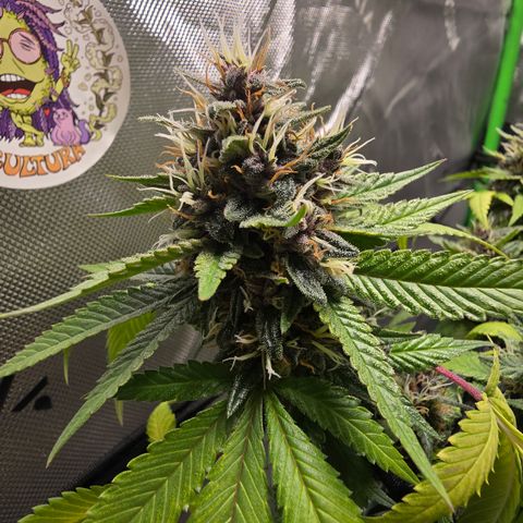 Purple Kush growlog timeline photo