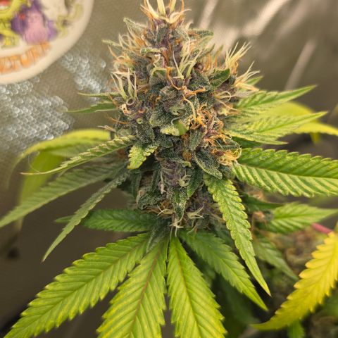 Purple Kush growlog timeline photo