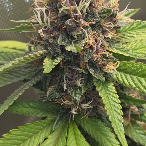 Purple Kush growlog timeline photo
