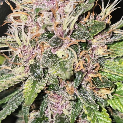 Purple Kush growlog timeline photo