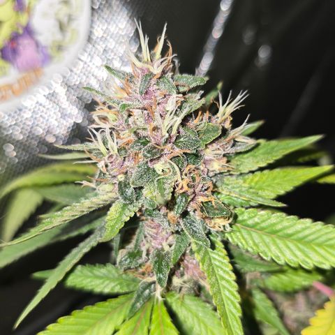 Purple Kush growlog timeline photo