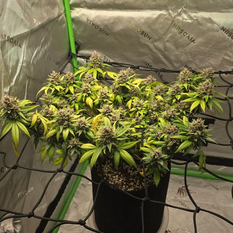 Purple Kush growlog timeline photo