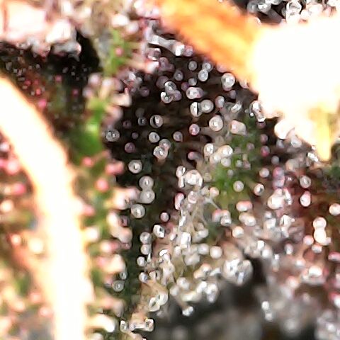 Purple Kush growlog timeline photo