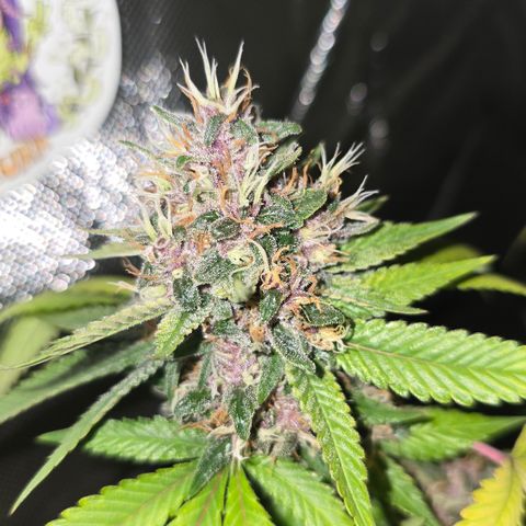 Purple Kush growlog timeline photo