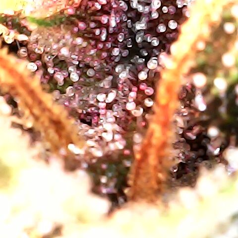 Purple Kush growlog timeline photo