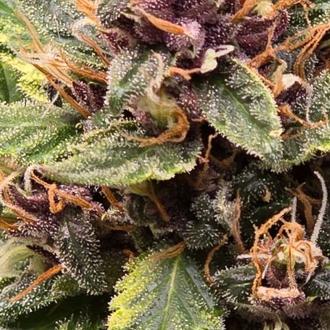 Purple Kush growlog timeline photo