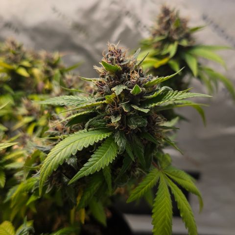 Purple Kush growlog timeline photo