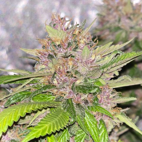 Purple Kush growlog timeline photo