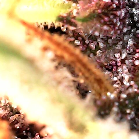 Purple Kush growlog timeline photo