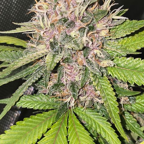 Purple Kush growlog timeline photo