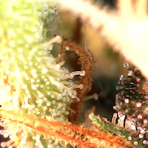Purple Kush growlog timeline photo