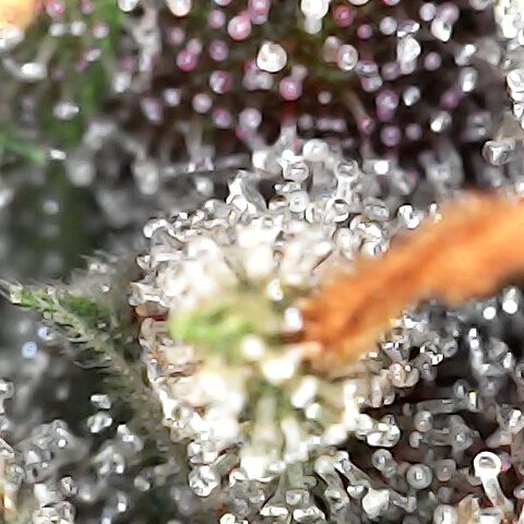 Purple Kush growlog timeline photo
