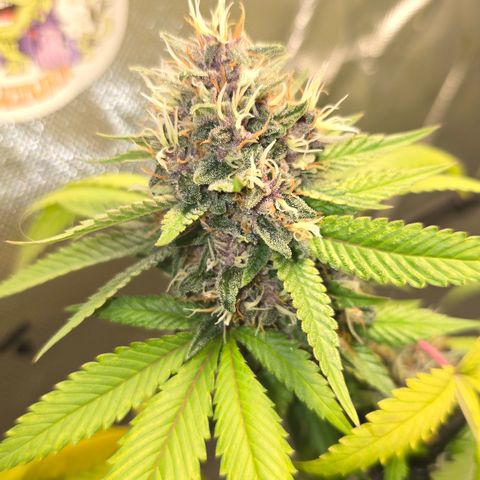 Purple Kush growlog timeline photo