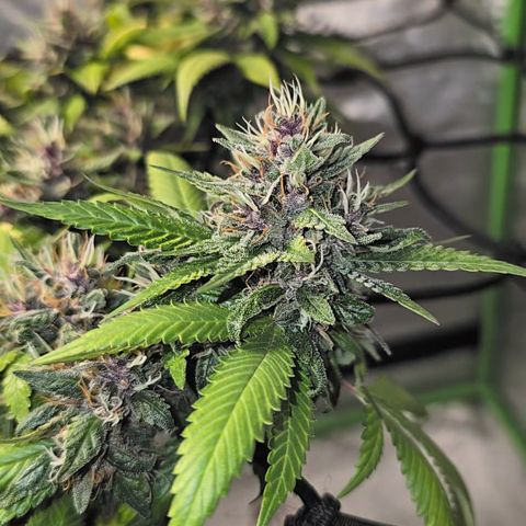 Purple Kush growlog timeline photo