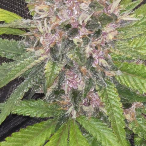 Purple Kush growlog timeline photo
