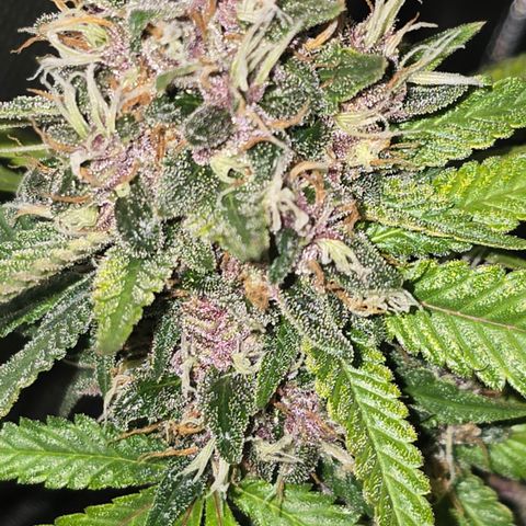 Purple Kush growlog timeline photo