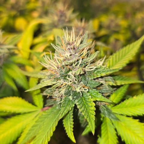 Purple Kush growlog timeline photo