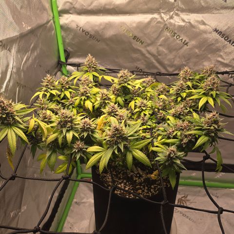 Purple Kush growlog timeline photo