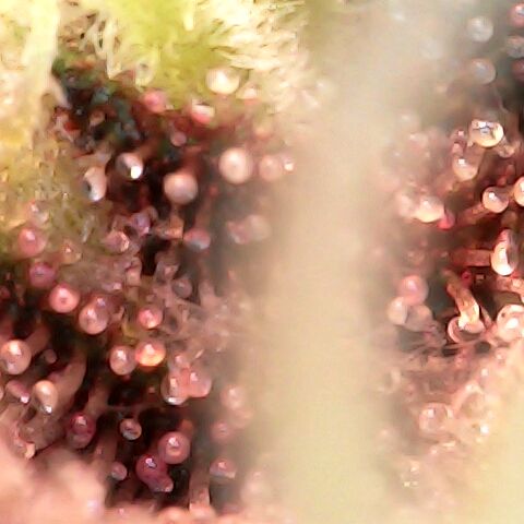 Purple Kush growlog timeline photo
