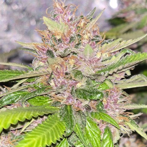 Purple Kush growlog timeline photo