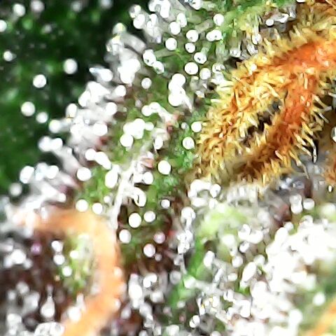 Purple Kush growlog timeline photo