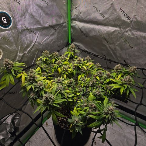 Purple Kush growlog timeline photo