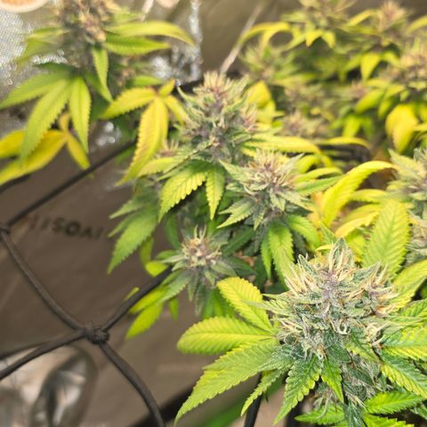 Purple Kush growlog timeline photo