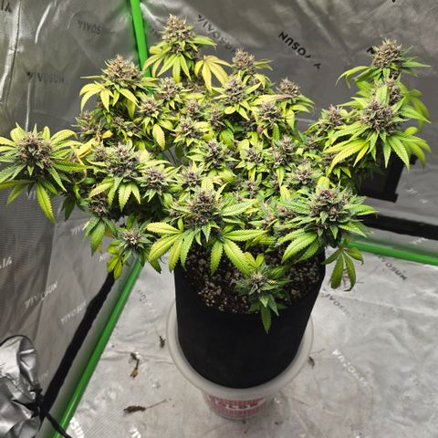 Purple Kush growlog timeline photo