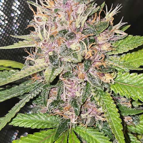 Purple Kush growlog timeline photo
