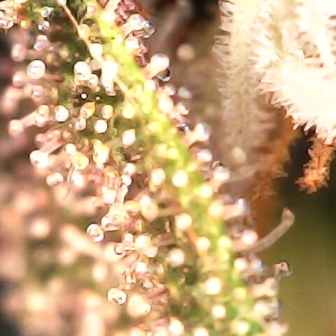 Purple Kush growlog timeline photo