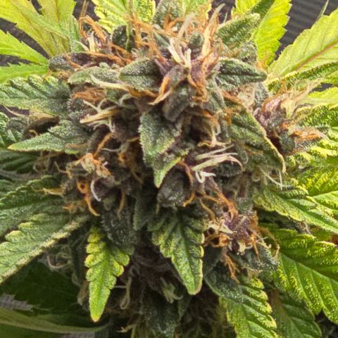 Purple Kush growlog timeline photo
