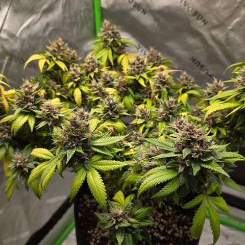 Purple Kush growlog timeline photo