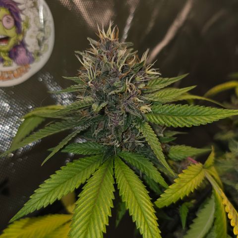 Purple Kush growlog timeline photo