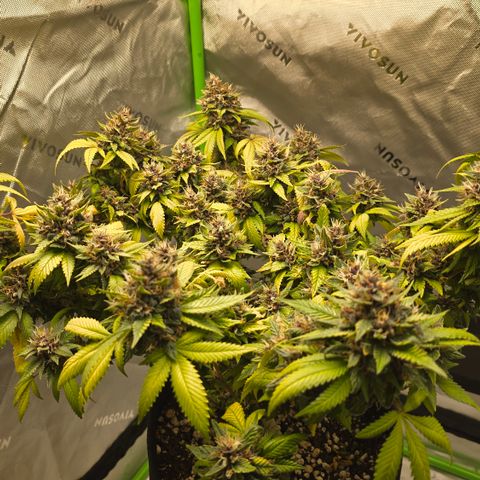 Purple Kush growlog timeline photo