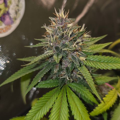 Purple Kush growlog timeline photo