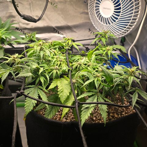 Purple Kush #1 growlog timeline photo