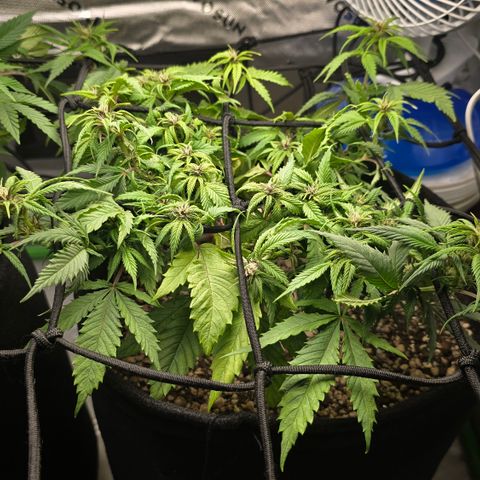 Purple Kush #1 growlog timeline photo
