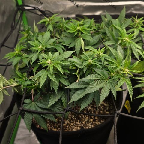 Purple Kush #2 growlog timeline photo
