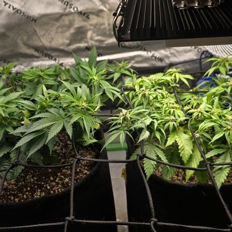 Purple Kush #2 growlog timeline photo
