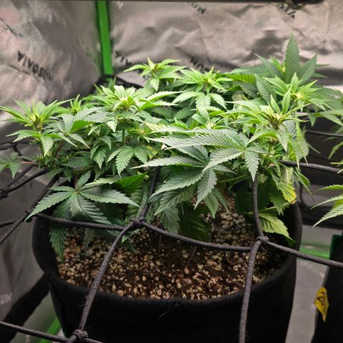Purple Kush #2 growlog timeline photo