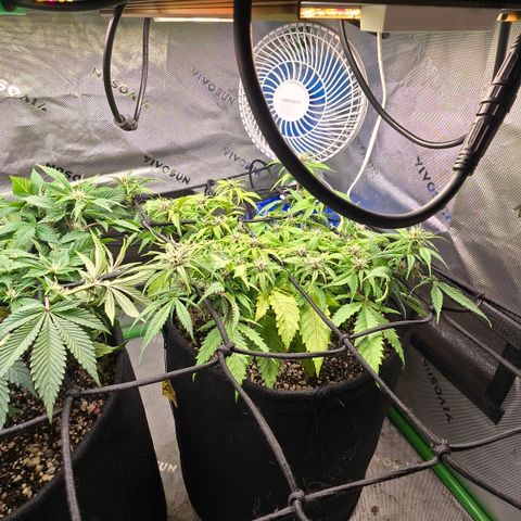 Purple Kush #1 growlog timeline photo
