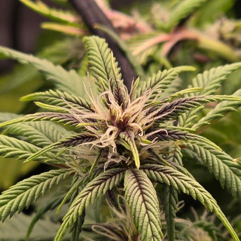 Purple Kush #1 growlog timeline photo
