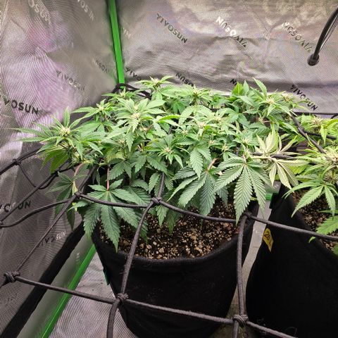 Purple Kush #2 growlog timeline photo