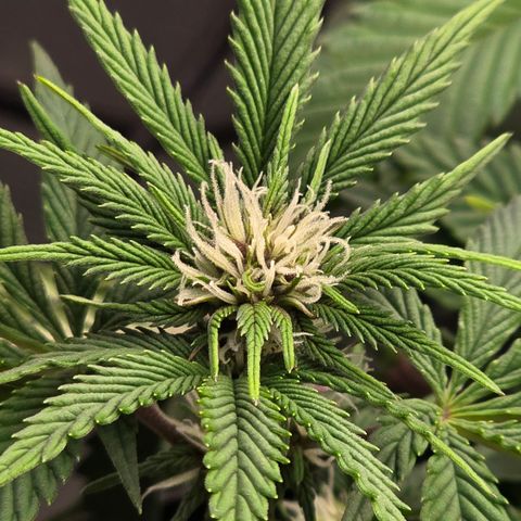 Purple Kush #2 growlog timeline photo