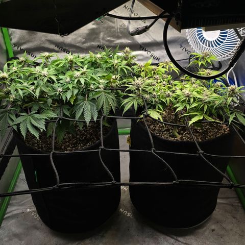 Purple Kush #1 growlog timeline photo