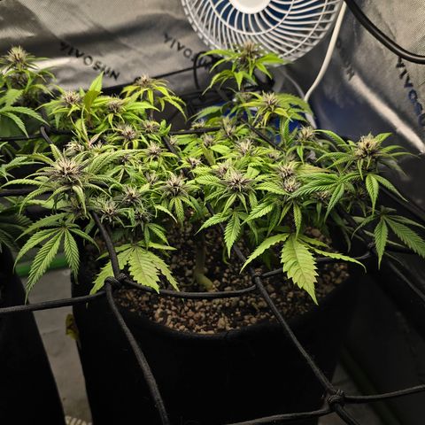 Purple Kush #1 growlog timeline photo